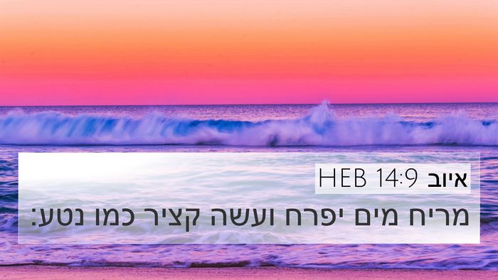 איוב 14:9 HEB 4K Wallpaper - מריח מים יפרח ועשה קציר כמו - 4K Wallpaper Bible Verse