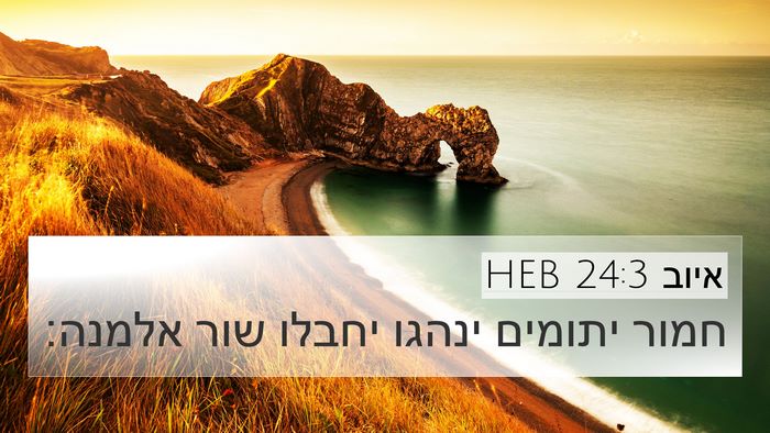 איוב 24:3 HEB Bible Verse Image