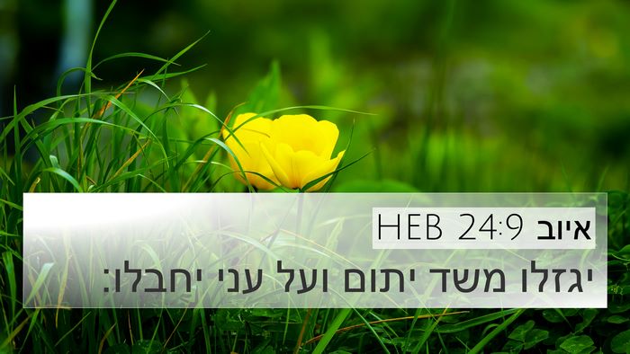 איוב 24:9 HEB Bible Verse Image