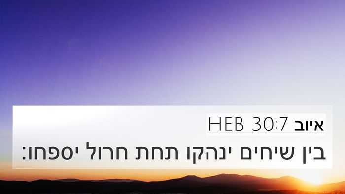 איוב 30:7 HEB 4K Wallpaper - בין שיחים ינהקו תחת חרול - 4K Wallpaper Bible Verse