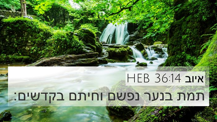 איוב 36:14 HEB Bible Verse Image