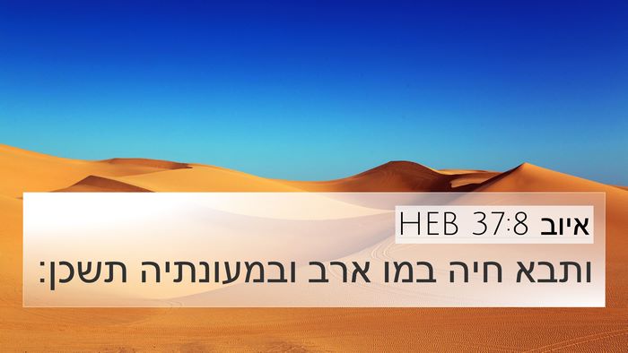 איוב 37:8 HEB 4K Wallpaper - ותבא חיה במו ארב ובמעונתיה - 4K Wallpaper Bible Verse