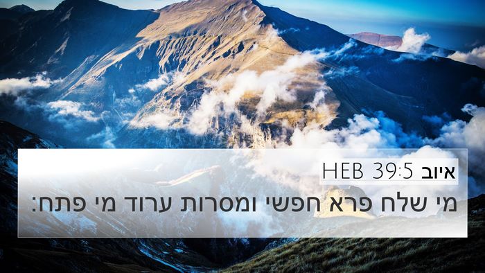 איוב 39:5 HEB Bible Verse Image
