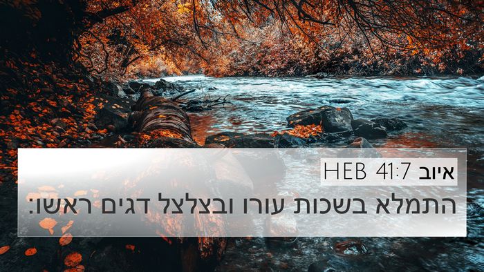 איוב 41:7 HEB 4K Wallpaper - התמלא בשכות עורו ובצלצל - 4K Wallpaper Bible Verse