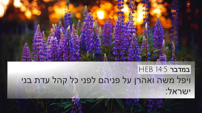 במדבר 14:5 HEB 4K Wallpaper - ויפל משה ואהרן על פניהם - 4K Wallpaper Bible Verse