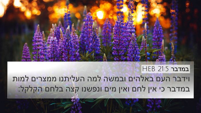 במדבר 21:5 HEB Bible Verse Image
