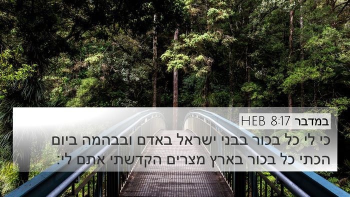 במדבר 8:17 HEB Bible Verse Image