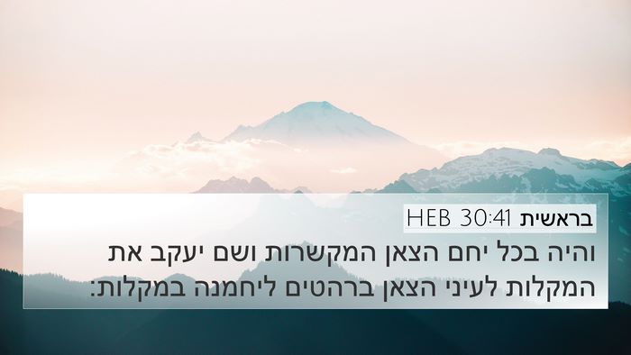 בראשית 30:41 HEB 4K Wallpaper - והיה בכל יחם הצאן המקשרות - 4K Wallpaper Bible Verse