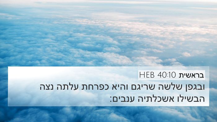 בראשית 40:10 HEB Bible Verse Image