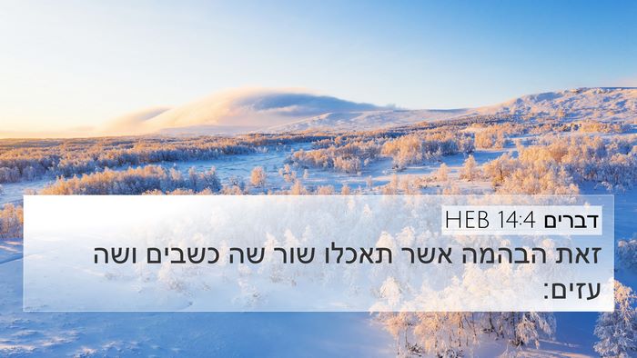 דברים 14:4 HEB 4K Wallpaper - זאת הבהמה אשר תאכלו שור שה - 4K Wallpaper Bible Verse