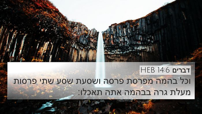 דברים 14:6 HEB 4K Wallpaper - וכל בהמה מפרסת פרסה ושסעת - 4K Wallpaper Bible Verse