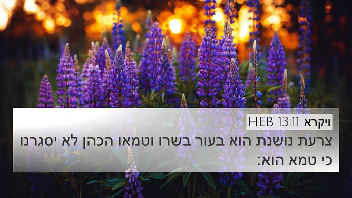 ויקרא 13:11 HEB 4K Wallpaper - צרעת נושנת הוא בעור בשרו - 4K Wallpaper Bible Verse