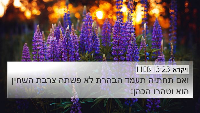 ויקרא 13:23 HEB Bible Verse Image