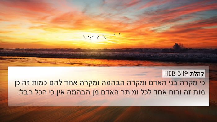 קהלת 3:19 HEB Bible Verse Image