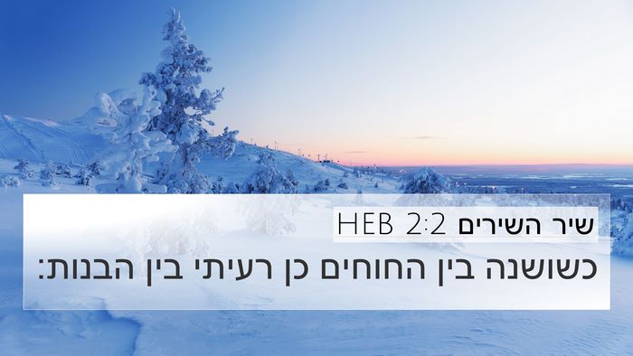 שיר השירים 2:2 HEB 4K Wallpaper - כשושנה בין החוחים כן רעיתי - 4K Wallpaper Bible Verse