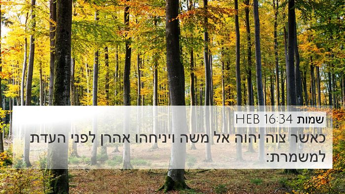 שמות 16:34 HEB Bible Verse Image