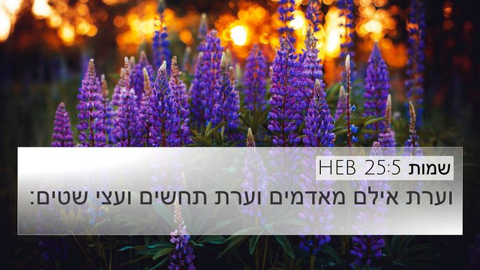 שמות 25:5 HEB Bible Verse Image