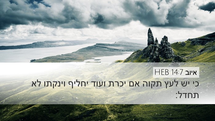 איוב 14:7 HEB Bible Verse Image