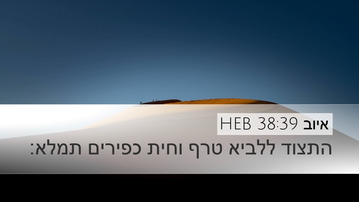 איוב 38:39 HEB Bible Verse Image