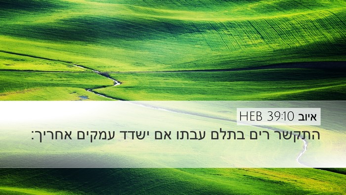 איוב 39:10 HEB Desktop Wallpaper - התקשר רים בתלם עבתו אם ישדד - Desktop Bible Verse Wallpaper