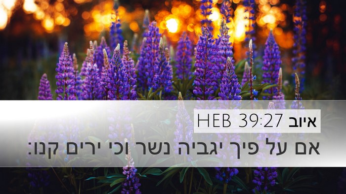 איוב 39:27 HEB Bible Verse Image