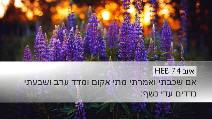 איוב 7:4 HEB Desktop Wallpaper - אם שכבתי ואמרתי מתי אקום - Desktop Bible Verse Wallpaper