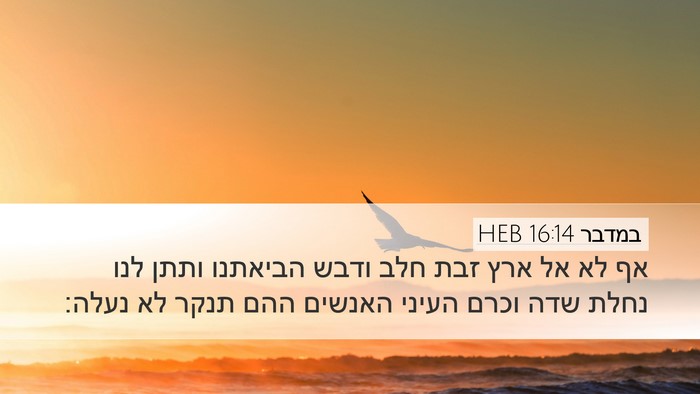 במדבר 16:14 HEB Bible Verse Image