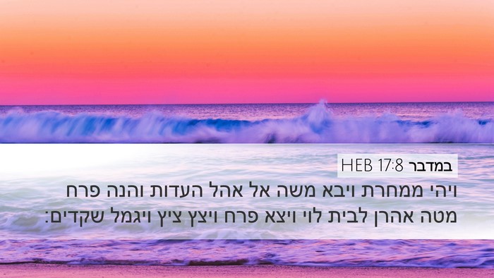 במדבר 17:8 HEB Bible Verse Image