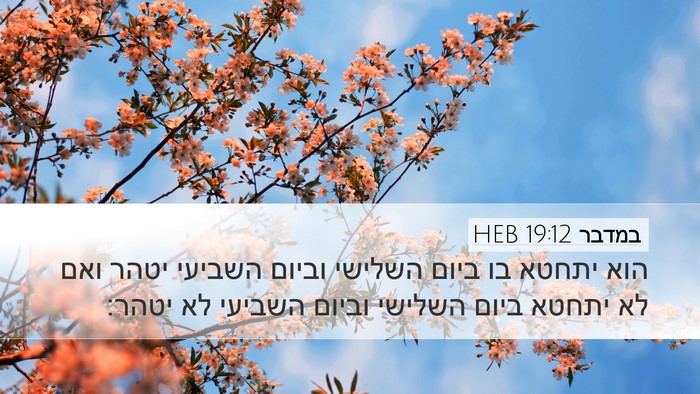 במדבר 19:12 HEB Bible Verse Image