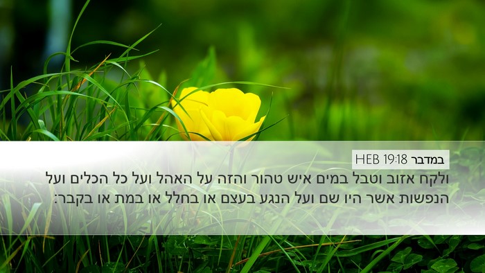 במדבר 19:18 HEB Bible Verse Image