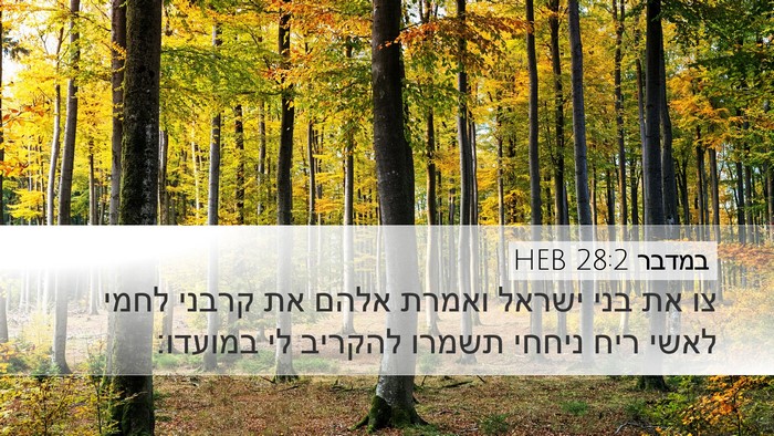 במדבר 28:2 HEB Desktop Wallpaper - צו את בני ישראל ואמרת אלהם - Desktop Bible Verse Wallpaper