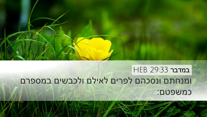 במדבר 29:33 HEB Desktop Wallpaper - ומנחתם ונסכהם לפרים לאילם - Desktop Bible Verse Wallpaper