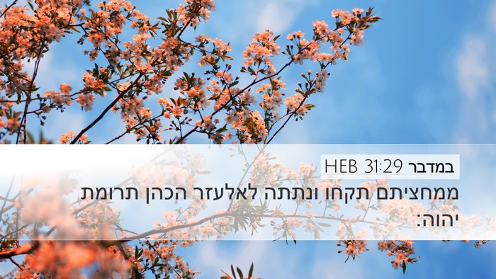 במדבר 31:29 HEB Bible Verse Image