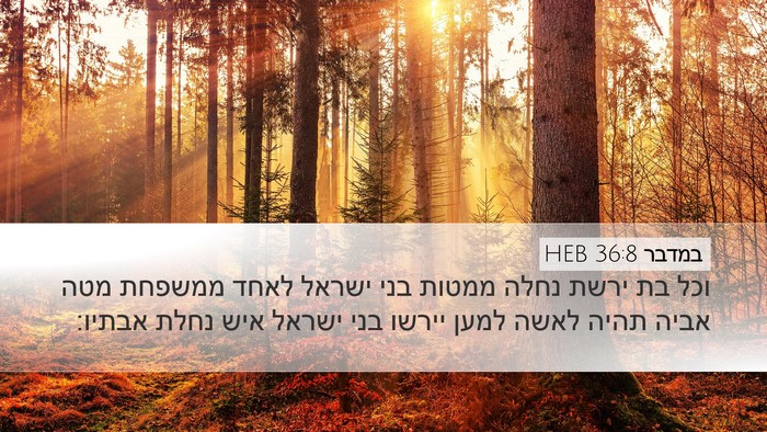 במדבר 36:8 HEB Bible Verse Image