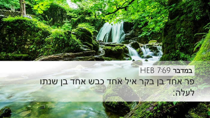 במדבר 7:69 HEB Desktop Wallpaper - פר אחד בן בקר איל אחד כבש - Desktop Bible Verse Wallpaper