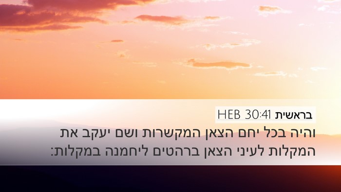 בראשית 30:41 HEB Desktop Wallpaper - והיה בכל יחם הצאן המקשרות - Desktop Bible Verse Wallpaper
