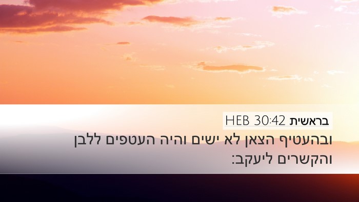בראשית 30:42 HEB Desktop Wallpaper - ובהעטיף הצאן לא ישים והיה - Desktop Bible Verse Wallpaper