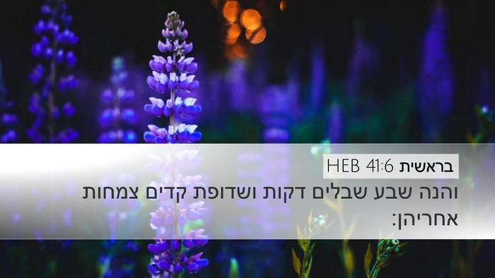 בראשית 41:6 HEB Bible Verse Image