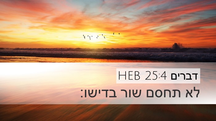 דברים 25:4 HEB Bible Verse Image