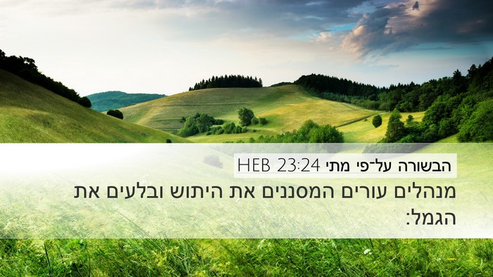 הבשורה על־פי מתי 23:24 HEB Desktop Wallpaper - מנהלים עורים המסננים את - Desktop Bible Verse Wallpaper