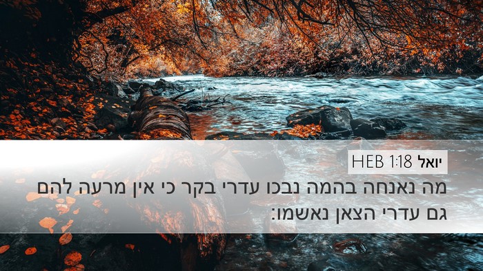 יואל 1:18 HEB Bible Verse Image