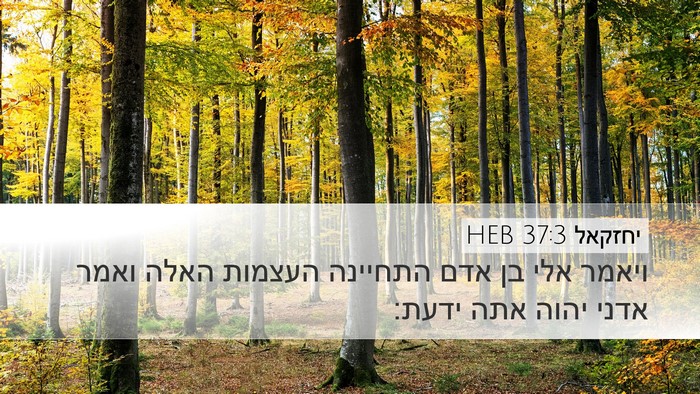 יחזקאל 37:3 HEB Bible Verse Image