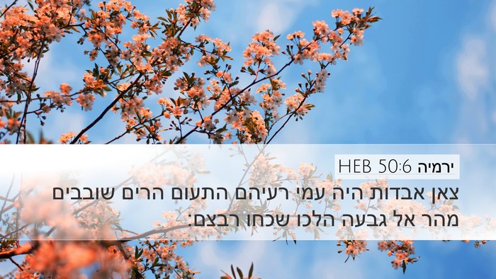 ירמיה 50:6 HEB Bible Verse Image