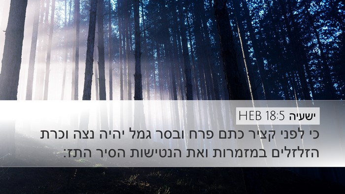 ישעיה 18:5 HEB Bible Verse Image
