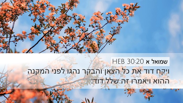 שמואל א 30:20 HEB Bible Verse Image
