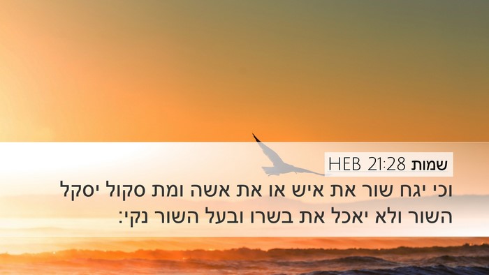 שמות 21:28 HEB Bible Verse Image