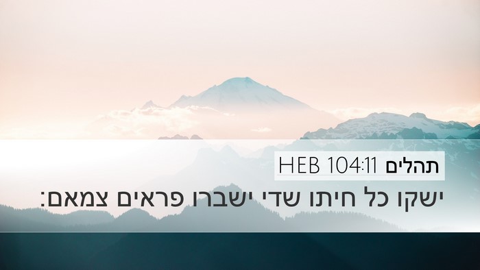 תהלים 104:11 HEB Desktop Wallpaper - ישקו כל חיתו שדי ישברו - Desktop Bible Verse Wallpaper