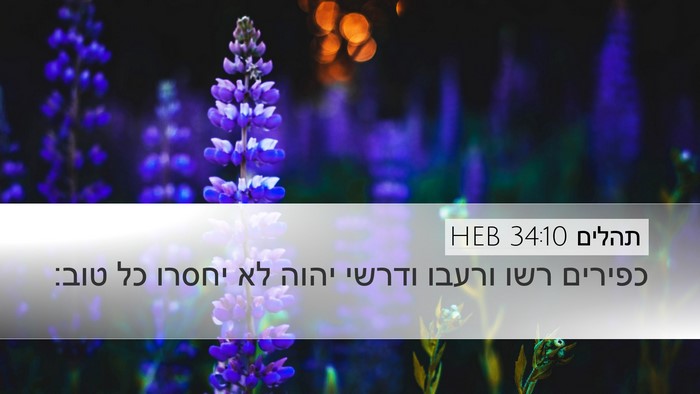 תהלים 34:10 HEB Bible Verse Image