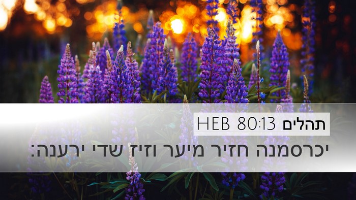 תהלים 80:13 HEB Desktop Wallpaper - יכרסמנה חזיר מיער וזיז שדי - Desktop Bible Verse Wallpaper