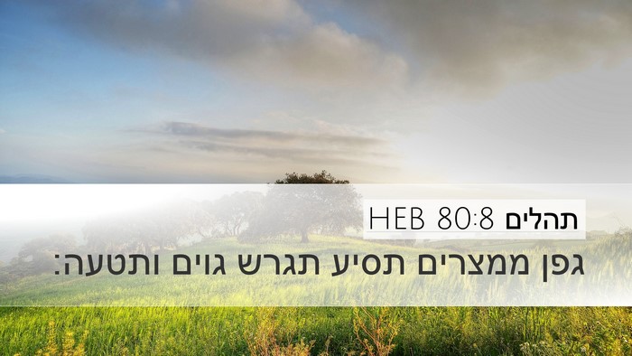 תהלים 80:8 HEB Bible Verse Image